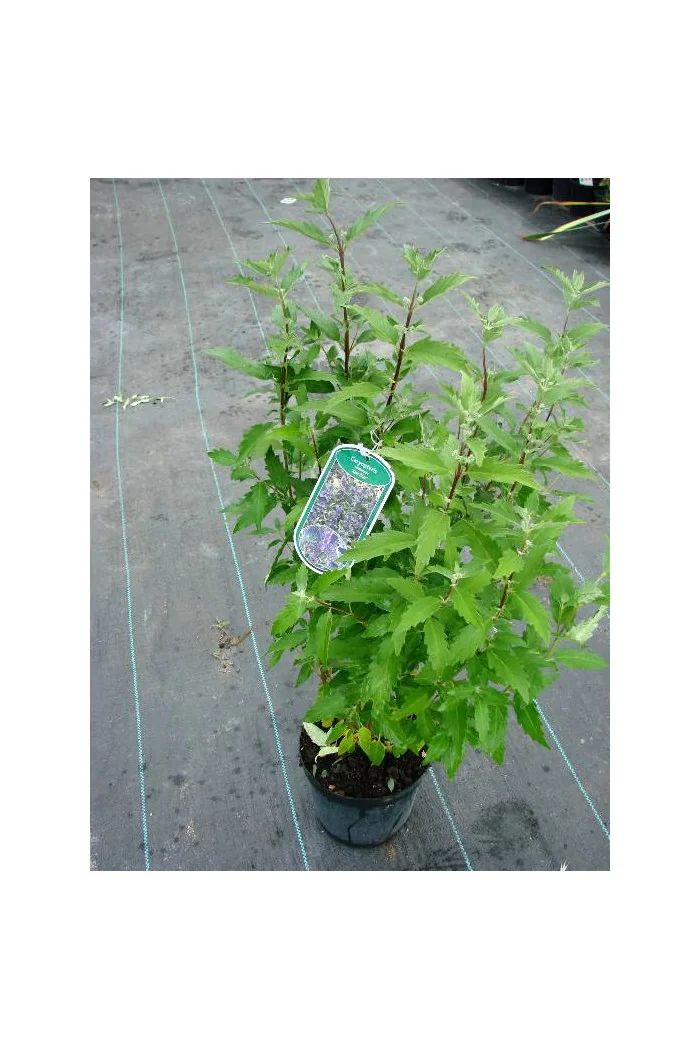 Barbula klandońska 'Dark Knight' | Caryopteris x clandonensis