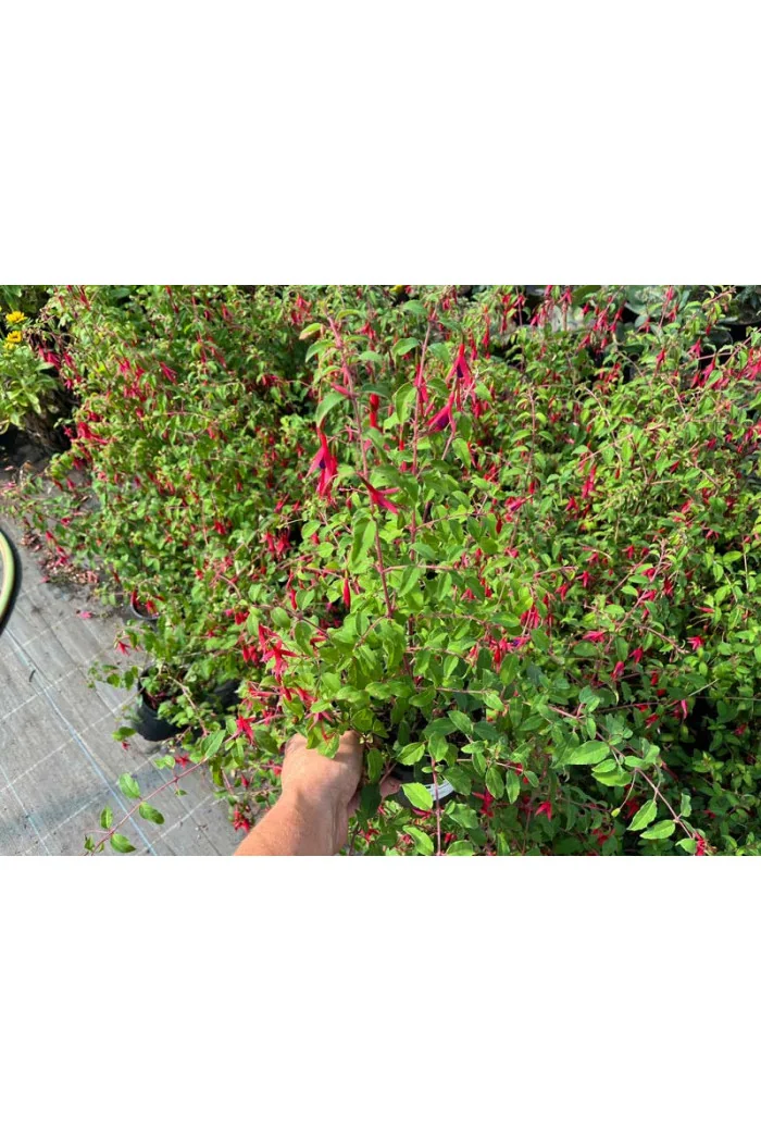 Fuksja magellańska 'Riccartonii' | Fuchsia magellanica