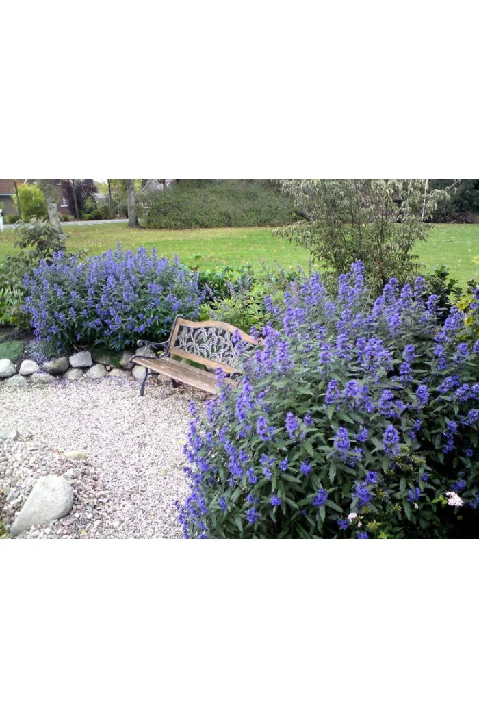 Barbula klandońska 'Dark Knight' | Caryopteris x clandonensis