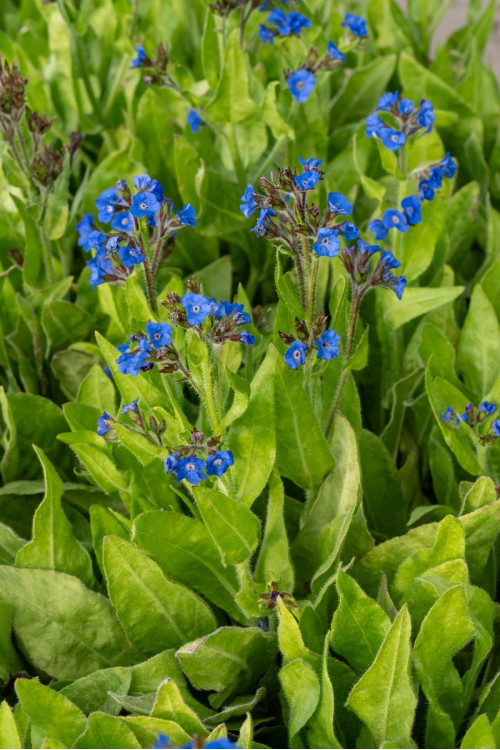 Farbownik lazurowy 'Loddon Royalist' | Anchusa azurea
