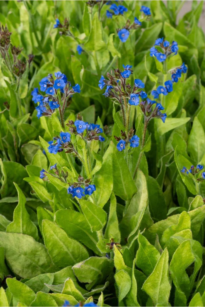 Farbownik lazurowy 'Loddon Royalist' | Anchusa azurea