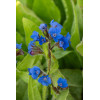 Farbownik lazurowy 'Loddon Royalist' | Anchusa azurea