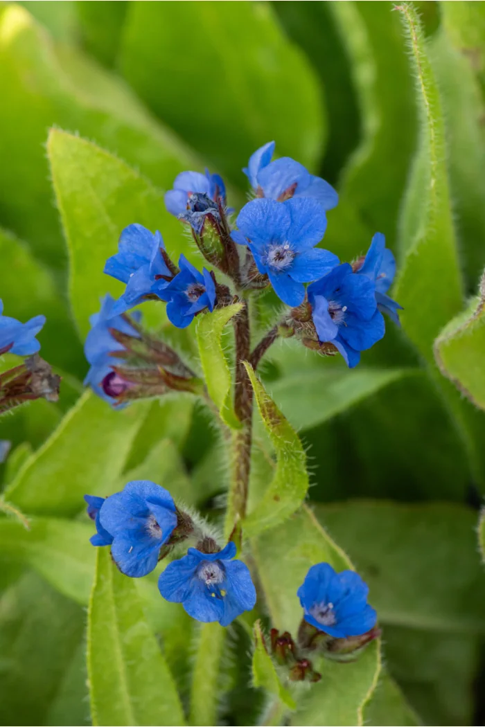 Farbownik lazurowy 'Loddon Royalist' | Anchusa azurea