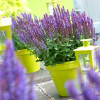 Szałwia omszona 'Compact Violet' | Salvia nemorosa