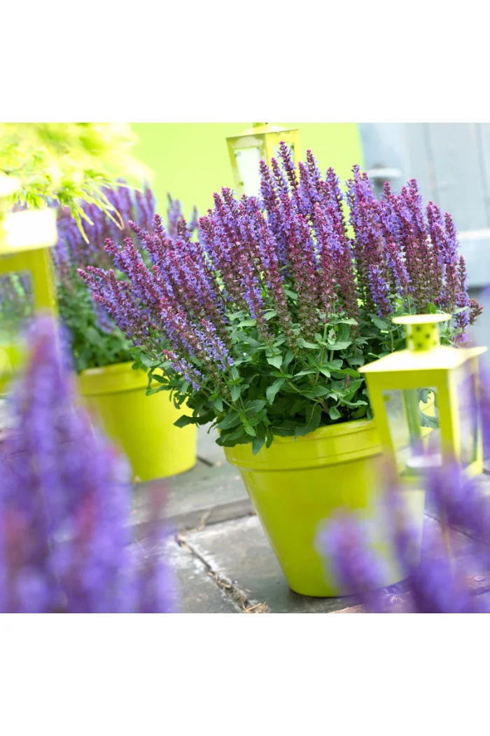 Szałwia omszona 'Compact Violet' | Salvia nemorosa