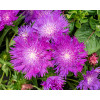 Stokezja gładka 'Amethyst' | Stokesia laevis