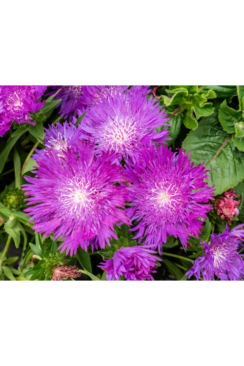 Stokezja gładka 'Amethyst' | Stokesia laevis