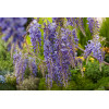Glicynia kentucka 'Blue Moon' | Wisteria macrostachya