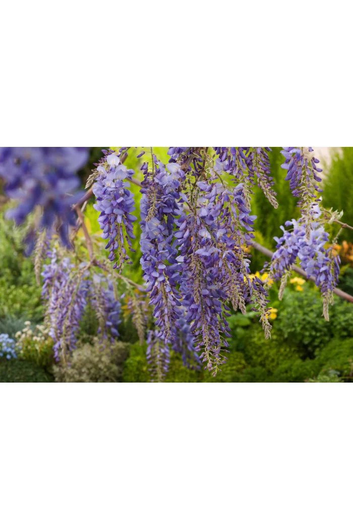 Glicynia kentucka 'Blue Moon' | Wisteria macrostachya