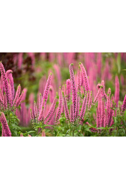 Przetacznik kłosowy 'First Love' | Veronica spicata