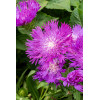 Stokezja gładka 'Amethyst' | Stokesia laevis