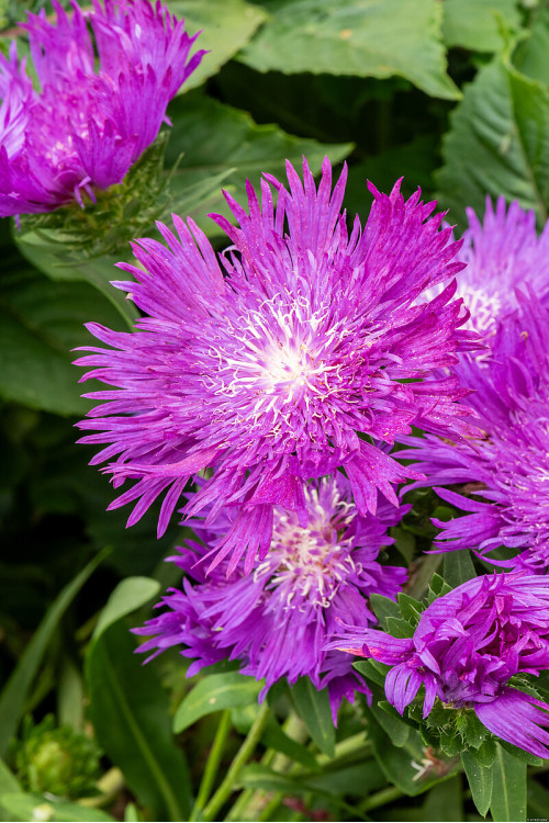 Stokezja gładka 'Amethyst' | Stokesia laevis