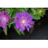 Stokezja gładka 'Amethyst' | Stokesia laevis