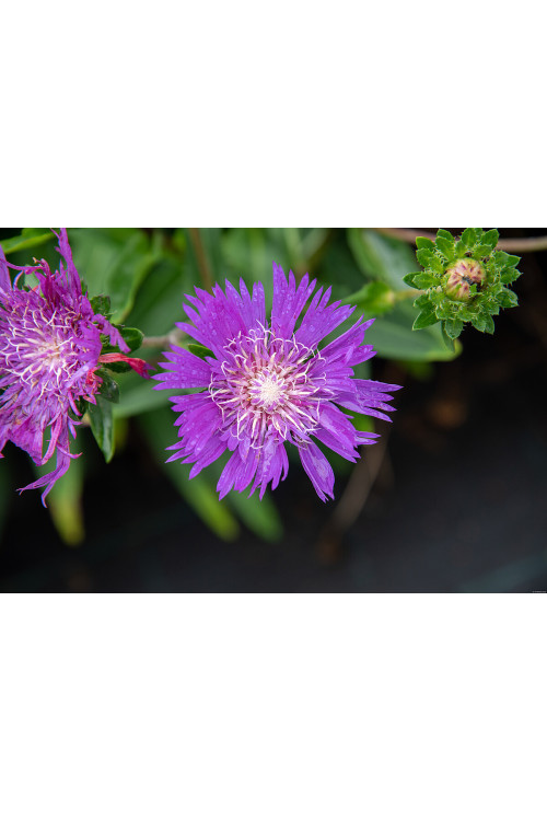 Stokezja gładka 'Amethyst' | Stokesia laevis