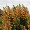 Naparstnica 'Firecracker' | Digitalis