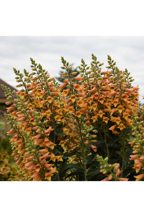Naparstnica 'Firecracker' | Digitalis
