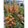 Naparstnica 'Firecracker' | Digitalis