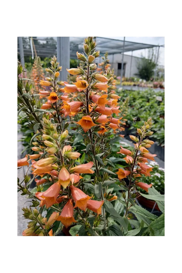 Naparstnica 'Firecracker' | Digitalis