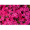 Floks szydlasty 'Scarlet Flame' | Phlox subulata