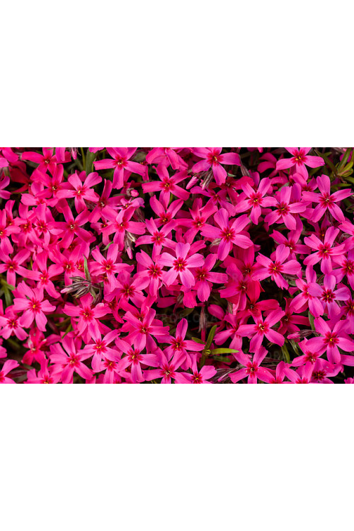 Floks szydlasty 'Scarlet Flame' | Phlox subulata