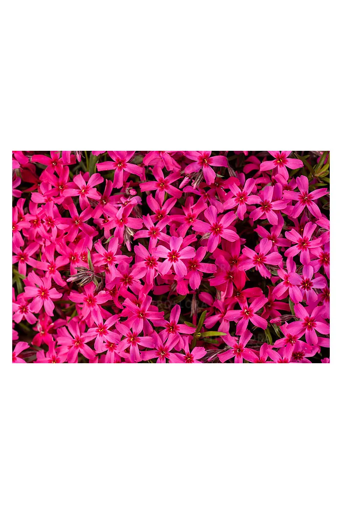Floks szydlasty 'Scarlet Flame' | Phlox subulata