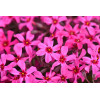 Floks szydlasty 'Scarlet Flame' | Phlox subulata