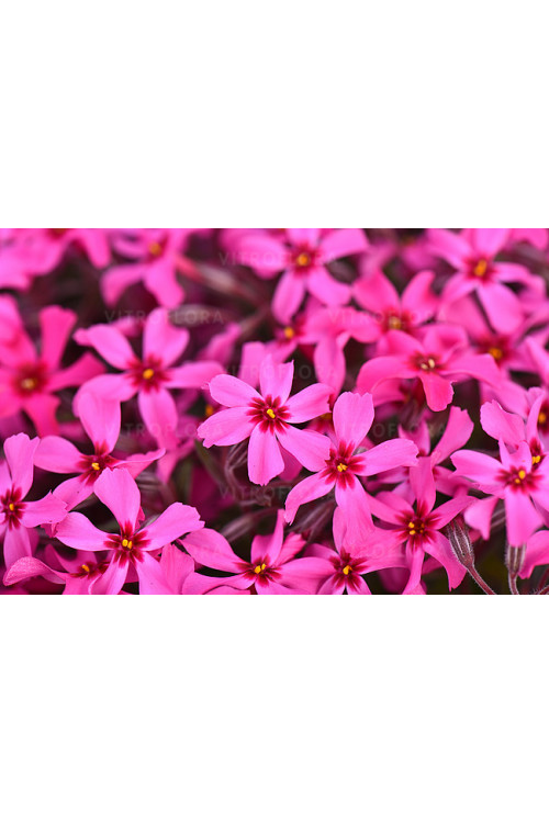 Floks szydlasty 'Scarlet Flame' | Phlox subulata
