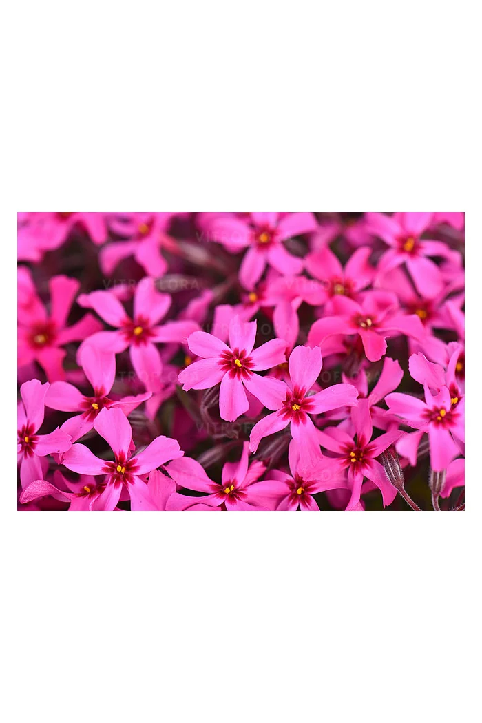 Floks szydlasty 'Scarlet Flame' | Phlox subulata
