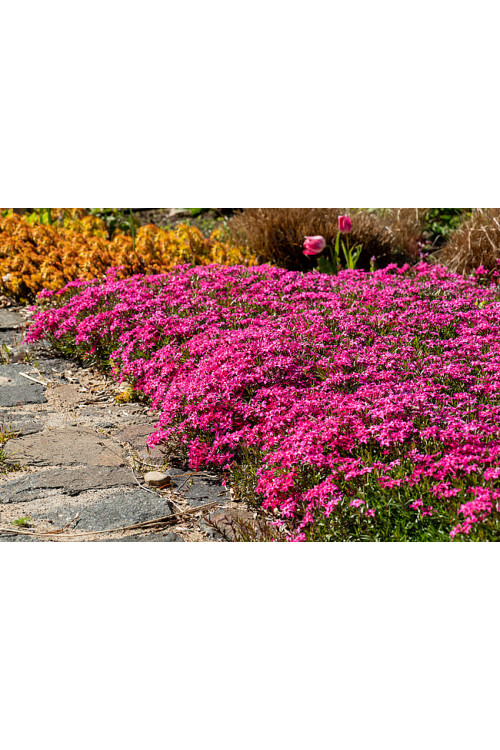 Floks szydlasty 'Scarlet Flame' | Phlox subulata
