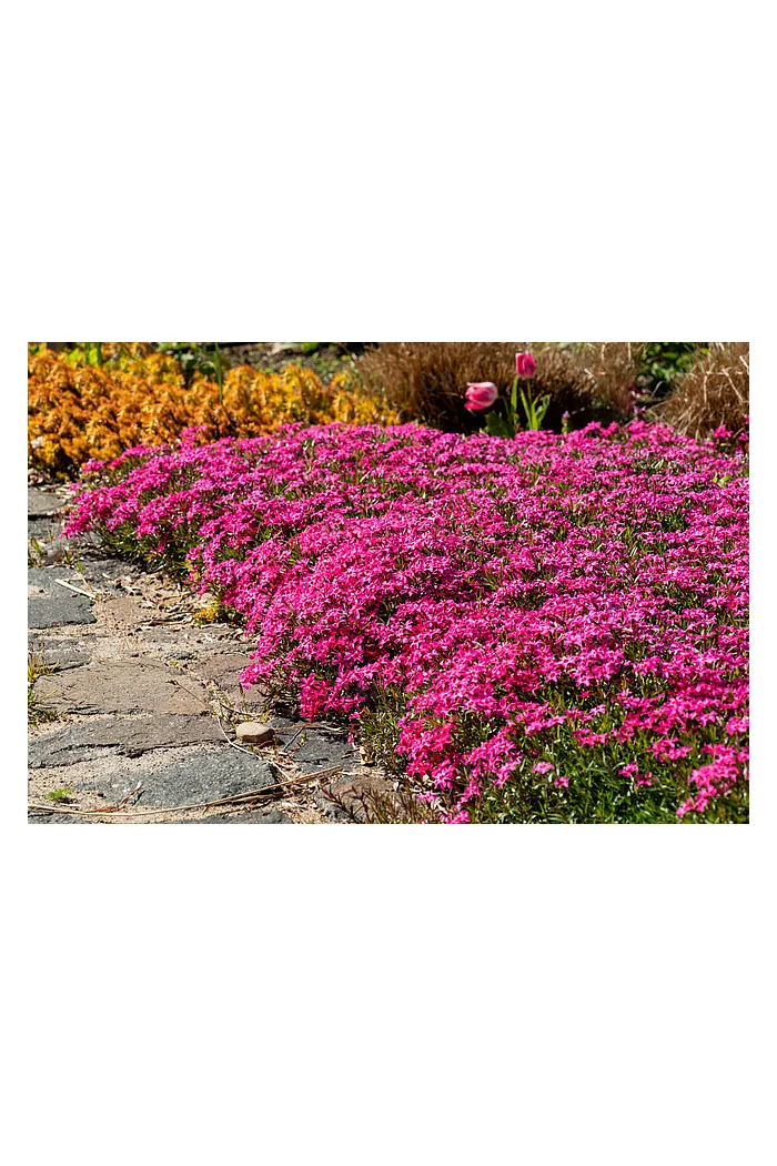 Floks szydlasty 'Scarlet Flame' | Phlox subulata