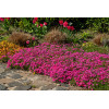 Floks szydlasty 'Scarlet Flame' | Phlox subulata