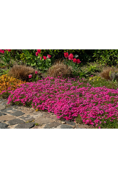 Floks szydlasty 'Scarlet Flame' | Phlox subulata