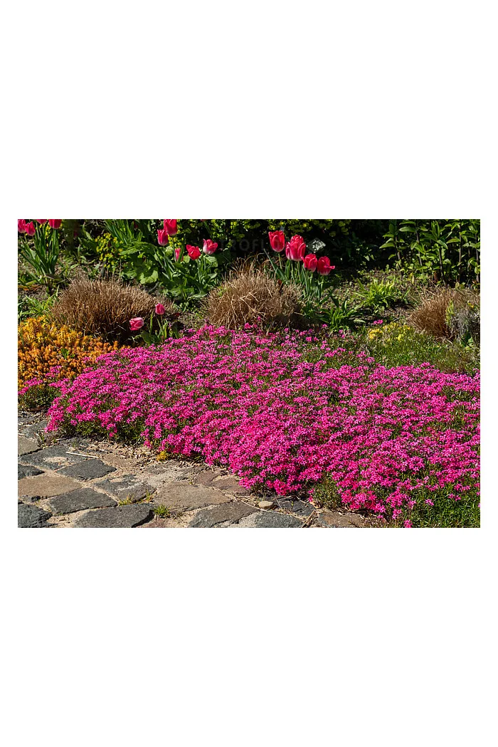 Floks szydlasty 'Scarlet Flame' | Phlox subulata