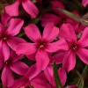 Floks szydlasty 'Scarlet Flame' | Phlox subulata