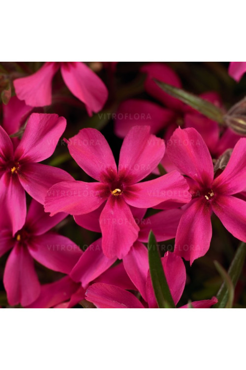 Floks szydlasty 'Scarlet Flame' | Phlox subulata