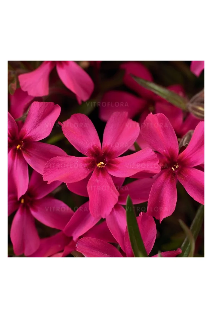 Floks szydlasty 'Scarlet Flame' | Phlox subulata