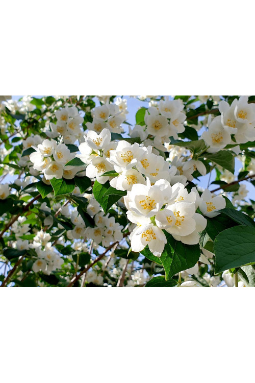 Jaśminowiec Lemoinei (pachnący) | Philadelphus