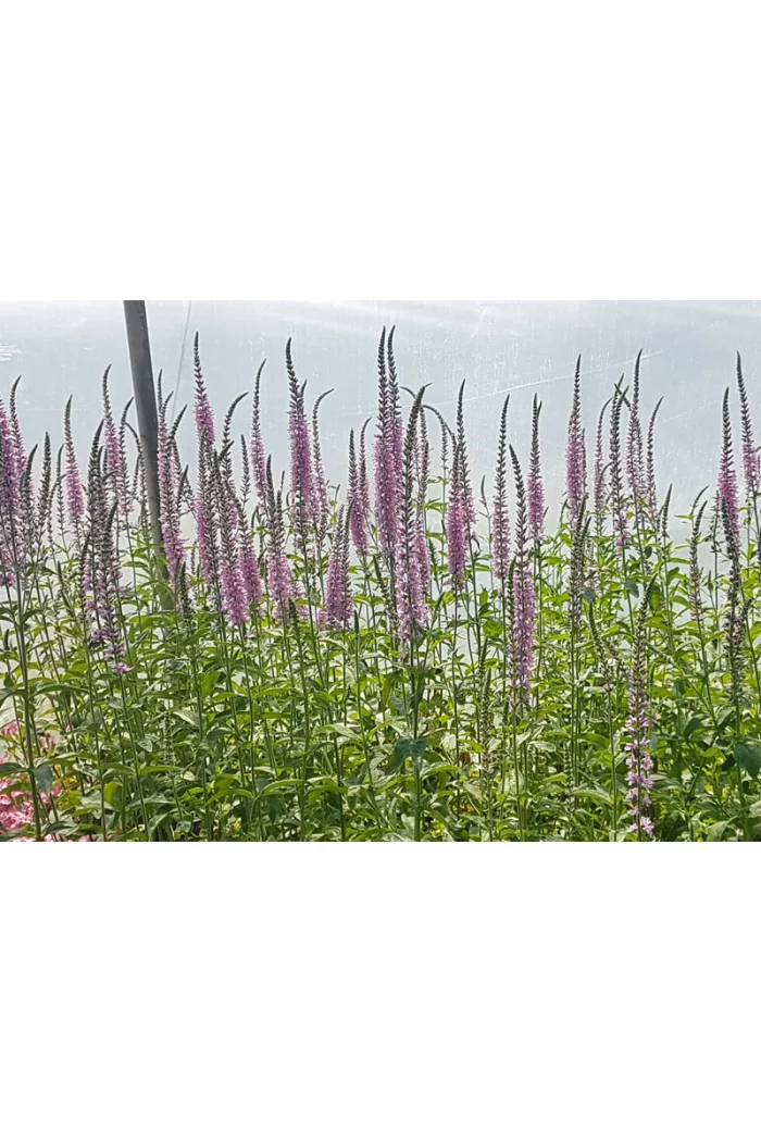 Przetacznikowiec wirginijski 'Erica' | Veronicastrum virginicum