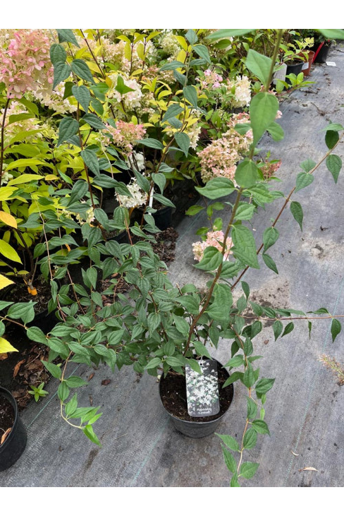 Jaśminowiec Lemoinei (pachnący) | Philadelphus