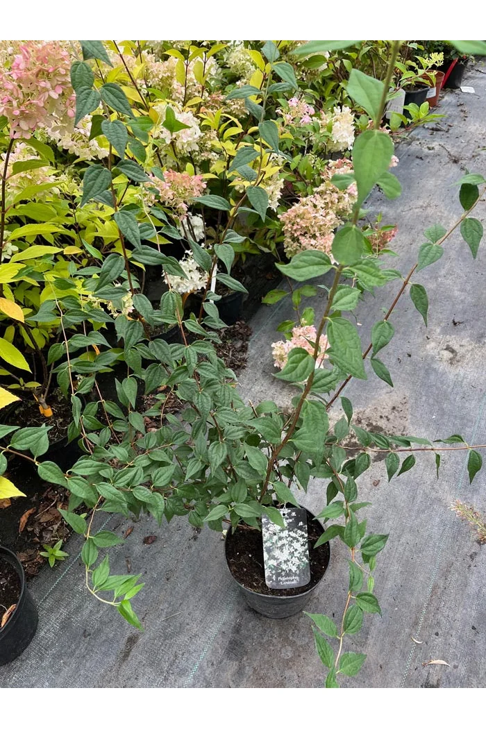 Jaśminowiec Lemoinei (pachnący) | Philadelphus