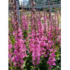Krwawnica pospolita 'Pink Blush' | Lythrum salicaria