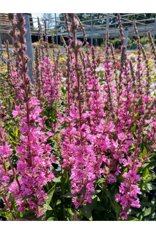 Krwawnica pospolita 'Pink Blush' | Lythrum salicaria