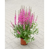 Krwawnica pospolita 'Pink Blush' | Lythrum salicaria