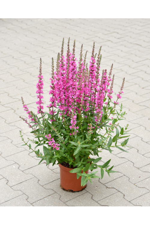 Krwawnica pospolita 'Pink Blush' | Lythrum salicaria