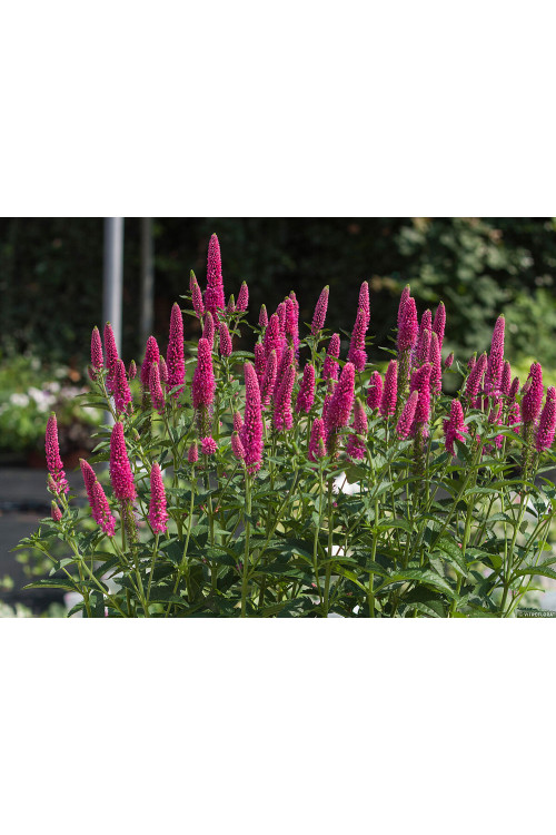 Przetacznik kłosowy 'First Love' | Veronica spicata