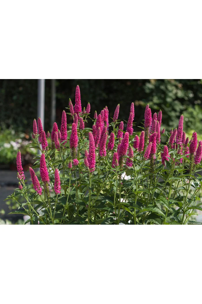 Przetacznik kłosowy 'First Love' | Veronica spicata