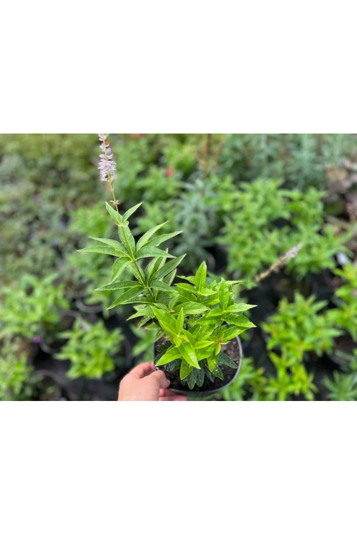 Przetacznikowiec wirginijski 'Cupid' | Veronicastrum virginicum