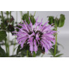 Pysznogłówka 'SUGAR BUZZ Blue Moon' | Monarda didyma