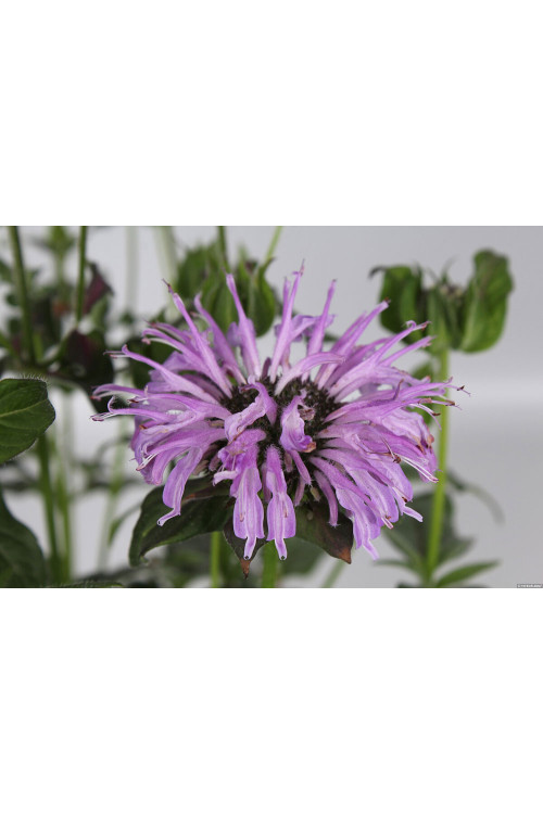 Pysznogłówka 'SUGAR BUZZ Blue Moon' | Monarda didyma