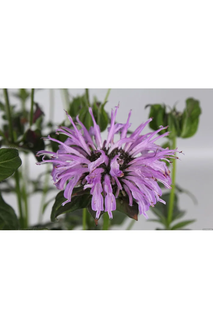 Pysznogłówka 'SUGAR BUZZ Blue Moon' | Monarda didyma